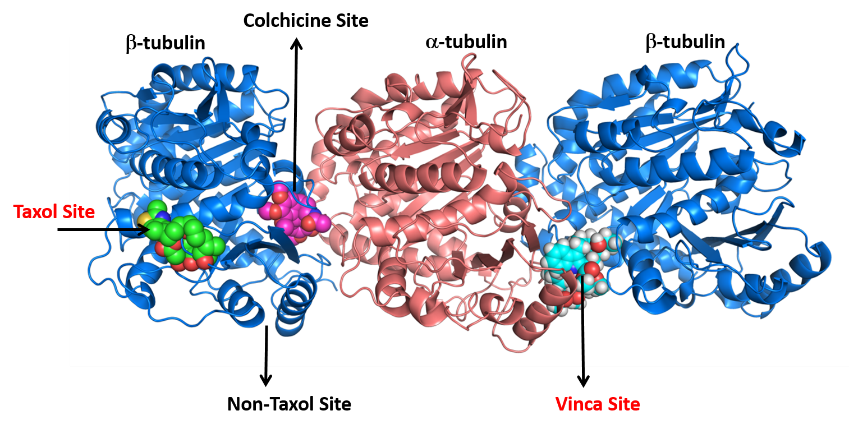 Anti-tubulin Structure