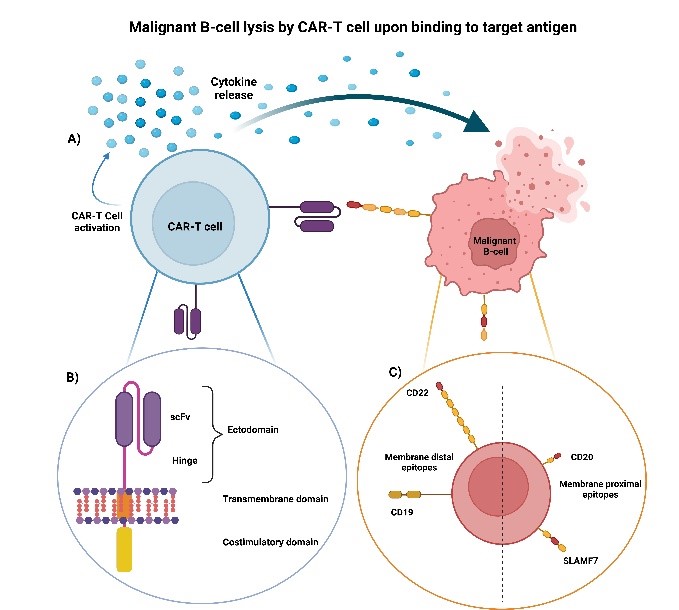 CAR-T Cell Diagram